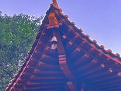 -深圳仙湖植物园