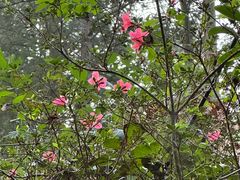 -东天目山风景区
