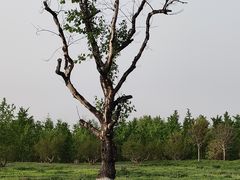 -汉长安城未央宫国家考古遗址公园