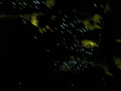 -怀托摩萤火虫洞