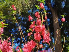 -桃花涧