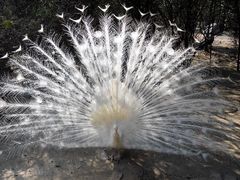 android_upload_pic-西安秦岭野生动物园