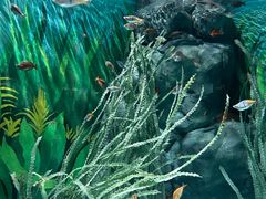 -上海海洋水族馆