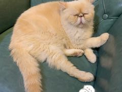 -猫色咖啡·猫咖