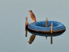 -南翔镇银翔湖公园