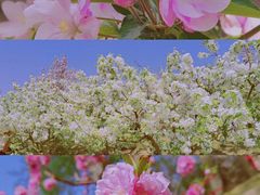 -海棠花溪(元大都城垣遗址公园)