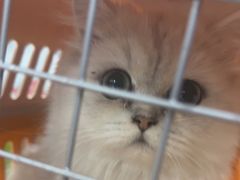 -佳雯宠物医院·皮肤科·内外科(春晓路分院)