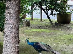 -云南勐巴娜西珍奇园