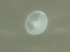 -台场海滨公园船码头