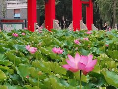 -四川大学(望江校区)