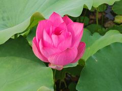 -莲花池公园