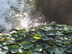 景点-长白岛森林公园