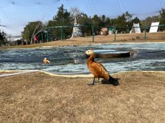 -鄱阳湖国家湿地公园