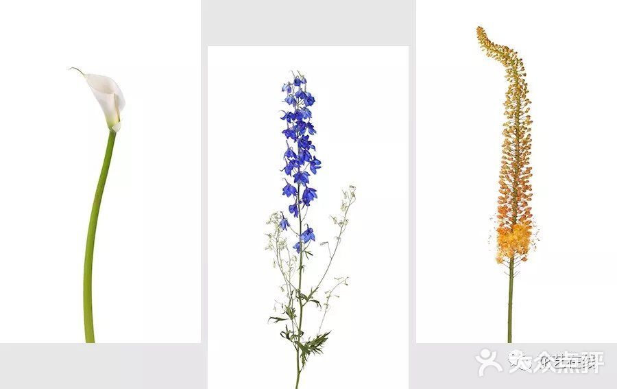 插花要知道的花材类型——线条型花材