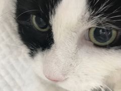 -北京观赏动物医院·24小时大型综合·猫专科·异宠专科