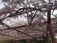 -嘉定紫藤园