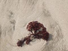 -咸德海水浴场