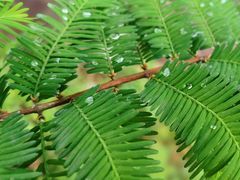 -铁山坪森林公园