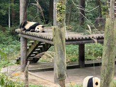 -中国大熊猫保护研究中心雅安碧峰峡基地