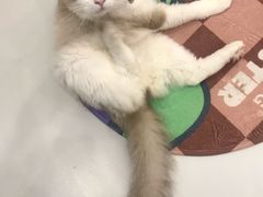 -糯米喵星人·撸猫猫舍咖啡馆(西市场嘉华店)