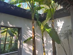 -秋霞圃