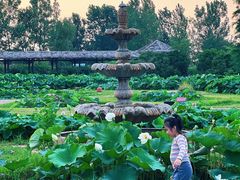 -池杉湖湿地公园