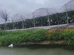 -马陆小张葡萄园农家乐