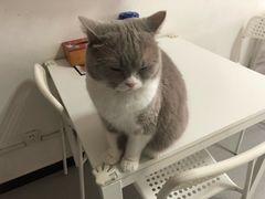 -我爱猫咪·猫咖·狗咖·安哥拉兔·羊驼咖(小寨华旗店)