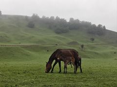 -新疆那拉提国家旅游度假区