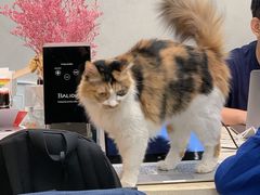 -玫瑰咖啡(中山六路店)