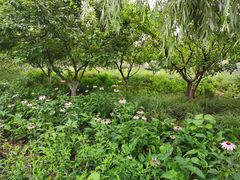 -永定河休闲森林公园