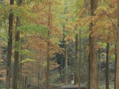 -天花井景区