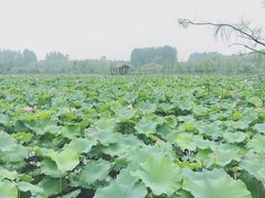 -溱湖国家湿地公园