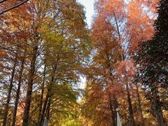 -上海海湾国家森林公园