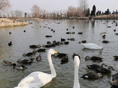 -盐城丹顶鹤湿地生态旅游区