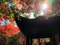 -秋霞圃