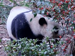 -成都大熊猫繁育研究基地
