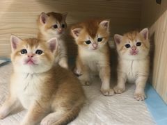 -十年猫舍·猫咪专门店(普陀店)