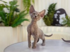 -山宅一喵德文卷毛猫舍