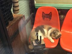 -猫咪博物馆(顶澳仔猫街店)
