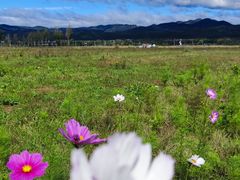 -敕勒川草原