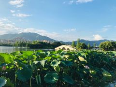 -飞来湖湿地公园