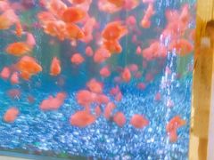 -碧涛阁·泡泡海洋·汤泉洗浴(王府花园店)