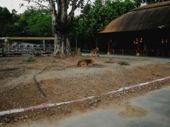 -清迈夜间动物园