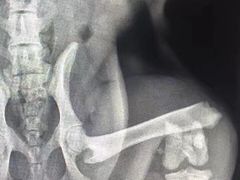 -骐奇宠物诊疗中心(南亭公路店)