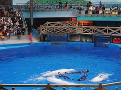 -海合安成都极地海洋公园