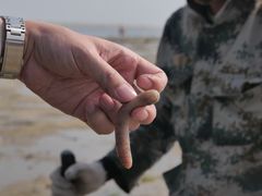 -北海金海湾红树林生态旅游区