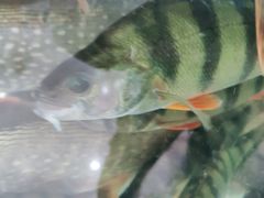 -煲来饱去冷水鱼
