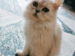 -猫爪屋猫咖(乐汇城店)