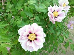 -长春公园(普阳街道)